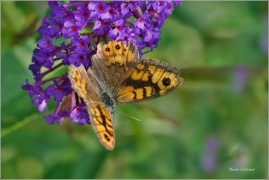 <p>OKÁČ ZEDNÍ (Lasiommata megera) ---- /wall brown butterfly - Mauerfuchs/</p>